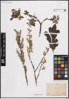 Foto von Salix cinerea L.